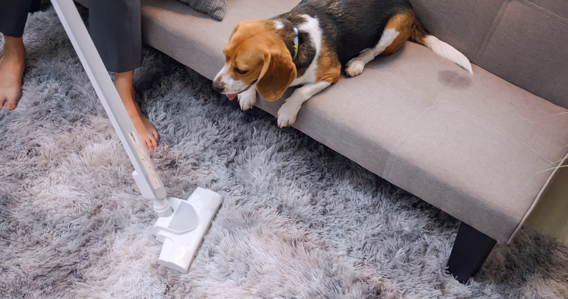 Why Pet Owners Should Never Skip Regular Carpet Cleaning